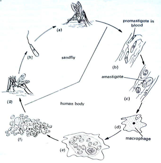 BSc microbiology eukaryotic microbes Notes